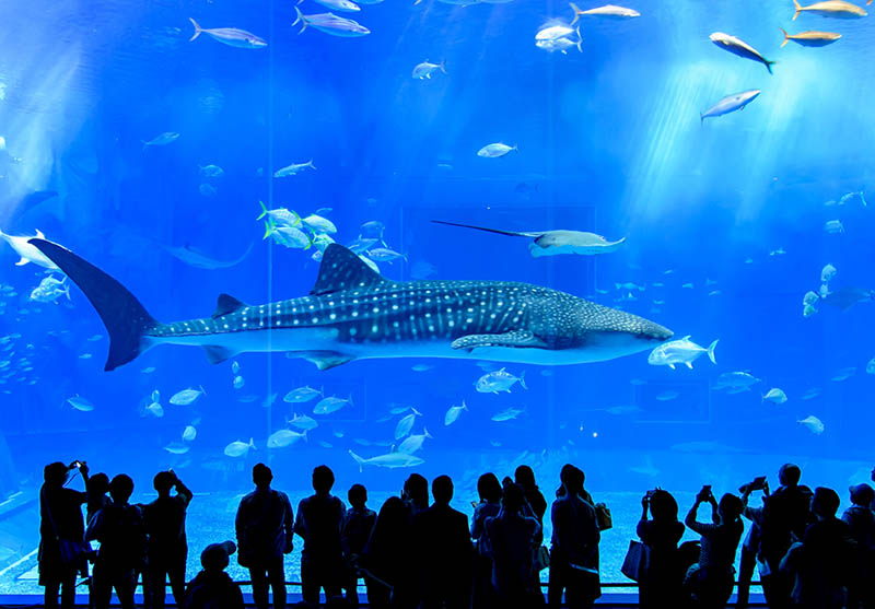 Aquarium of the Bay - Northern California Bay Area