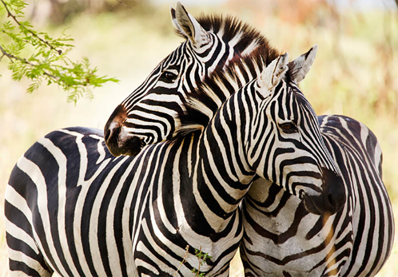 The Oakland Zoo - Northern California Bay Area