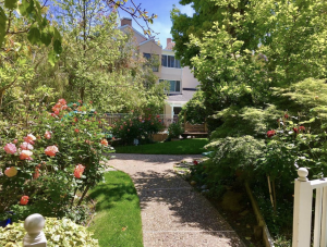 A bench behind rose bushes and trees