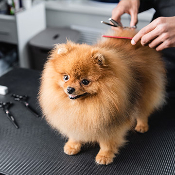 Guide to Local Pet Groomers in Walnut Creek – Dogs and Cats – Bathing, Shaping, Nail Clipping